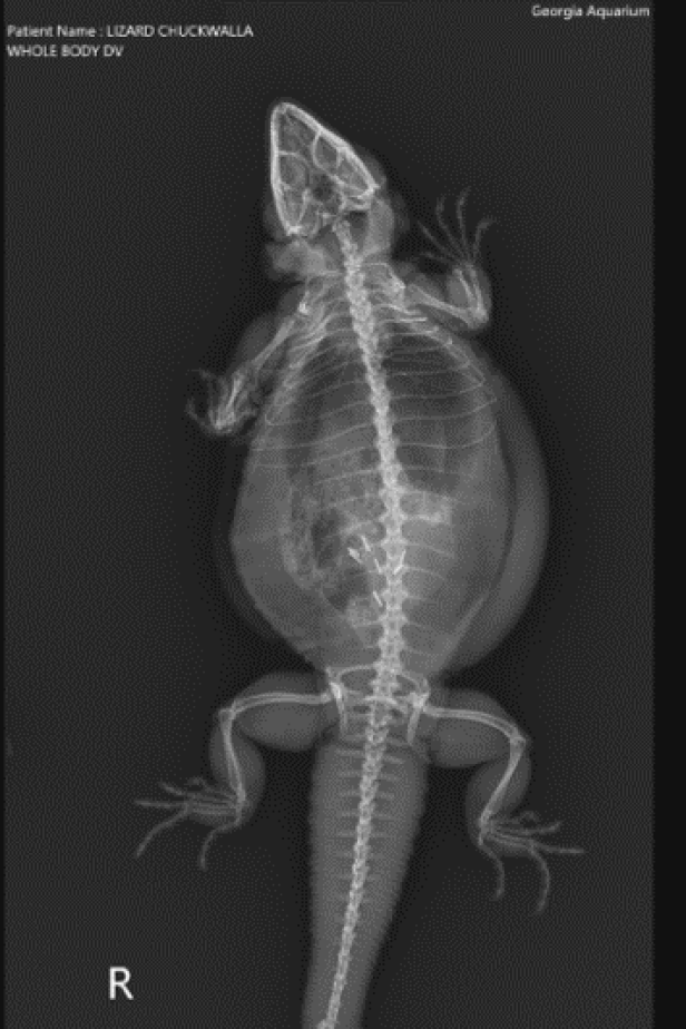 Peak Inside the Scales with Reptile X-Rays | Nature and Wildlife